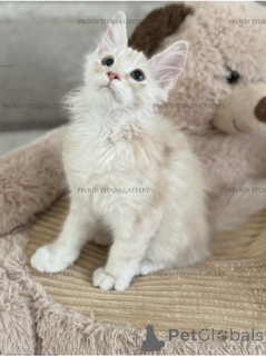 Photo №3. Maine Kun, garçon 3 mois. Emirats Arabes Unis