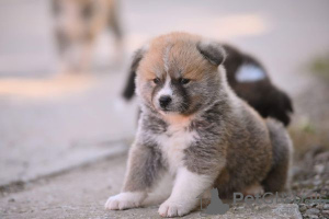 Photo №4. Je vais vendre akita (chien) en ville de Kruševac. éleveur - prix - négocié