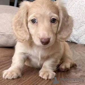 Photo №3. Teckelvalper - Til salgs. Norvège