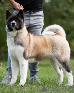 Photos supplémentaires: Akita américain