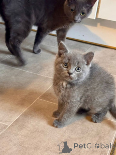 Photo №1. british shorthair - à vendre en ville de Anvers | Gratuit | Annonce № 163738