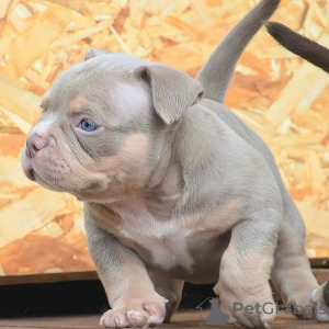 Photo №1. american bully - à vendre en ville de Prague | 600€ | Annonce №105820