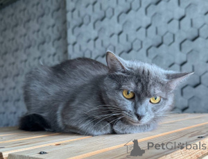 Photo №4. Je vais vendre  en ville de Москва.  - prix - Gratuit