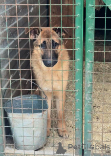 Photo №2 de l'annonce № 164580 de la vente chien bâtard - acheter à Fédération de Russie annonce privée