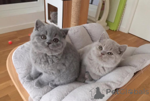 Photo №1. british shorthair - à vendre en ville de Anderlecht | 400€ | Annonce № 174438