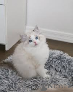 Photo №3. Kocięta rasy ragdoll dostepne na sprzedaż. Pologne