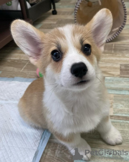 Photo №2 de l'annonce № 119694 de la vente welsh corgi - acheter à Lituanie 