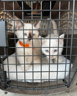 Photo №3. Beaux chatons siamois. USA