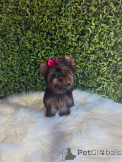 Photo №1. yorkshire terrier - à vendre en ville de Prague | négocié | Annonce №172845