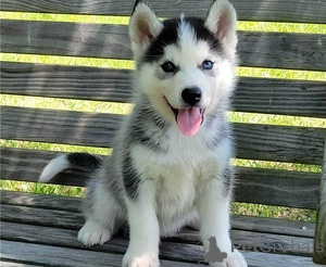 Photo №1. husky de sibérie - à vendre en ville de Berne | Gratuit | Annonce №160238