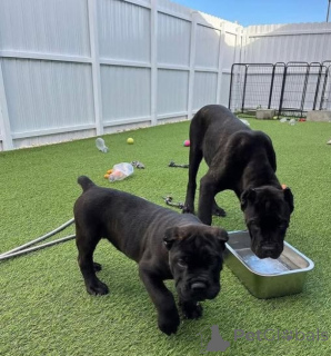 Photo №1. cane corso - à vendre en ville de Bruxelles | négocié | Annonce №170820