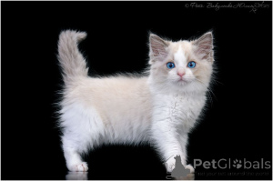 Photo №1. ragdoll - à vendre en ville de Aalen | négocié | Annonce № 156971