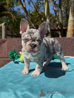 Photo №1. bouledogue - à vendre en ville de Touoliser | négocié | Annonce №174878