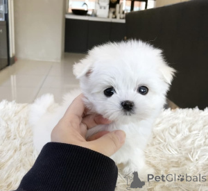 Photo №1. bichon maltais - à vendre en ville de Anderlecht | négocié | Annonce №163831