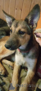 Photo №4. Je vais vendre chien bâtard en ville de Rivière moscou.  - prix - Gratuit