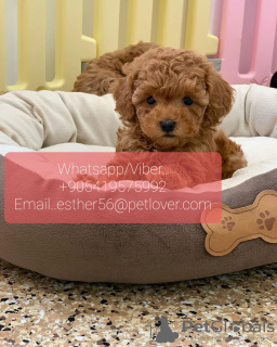 Photo №1. caniche (jouet) - à vendre en ville de Borlänge | négocié | Annonce №47599