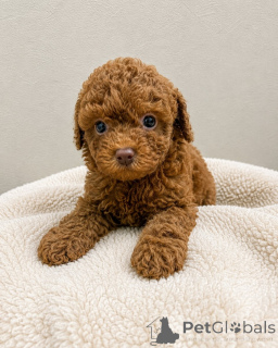 Photo №3. Adorables chiots caniches jouets à vendre, en bonne santé, élevés à la maison et. République Tchèque