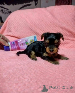 Photo №4. Je vais vendre yorkshire terrier en ville de Chicago. éleveur - prix - 425€