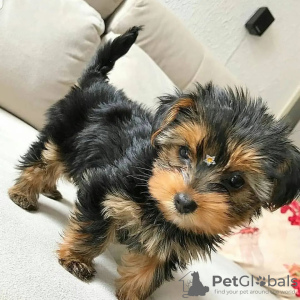 Photo №3. De beaux chiots du Yorkshire Terrier sont vendus. Allemagne