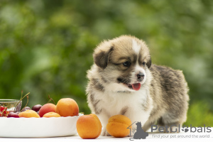 Photos supplémentaires: gallois corgi pembroke