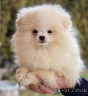 Photo №2 de l'annonce № 137187 de la vente spitz nain - acheter à Suisse 