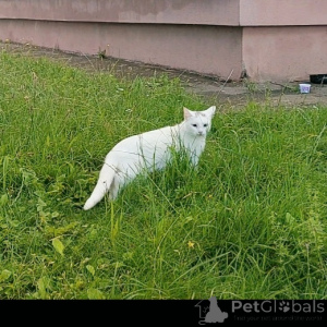 Photo №4. Je vais vendre angora turc en ville de Minsk. annonce privée - prix - Gratuit