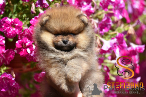 Photo №3. Chiots miniatures Spitz Boo Pomeranian. Serbie