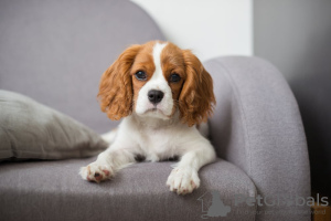 Photo №1. cavalier king charles spaniel - à vendre en ville de Lima | négocié | Annonce №49932