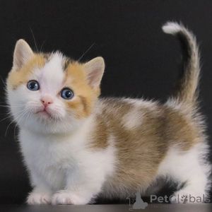 Photo №3. Chatons munchkin. Allemagne