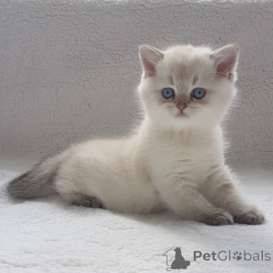 Photo №4. Je vais vendre british shorthair en ville de Gold Coast.  - prix - 2809€