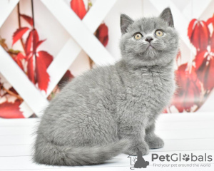 Photo №1. british shorthair - à vendre en ville de Bremen | Gratuit | Annonce № 107999