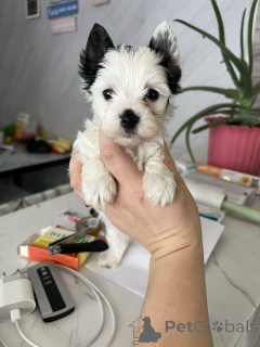 Photo №1. yorkshire terrier - à vendre en ville de Berlin | 550€ | Annonce №164797