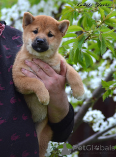 Photo №1. shiba - à vendre en ville de Nizhny Novgorod | négocié | Annonce №141057