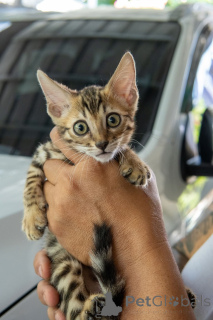 Photo №3. Chatons bengaux vérifiés vétérinaires disponibles à la vente. Allemagne