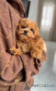 Photo №4. Je vais vendre bichon maltais en ville de Kiev. éleveur - prix - négocié