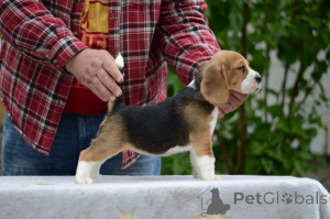 Photo №2 de l'annonce № 168999 de la vente beagle - acheter à Biélorussie de la fourrière
