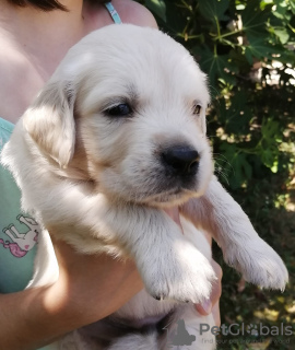 Photo №3. chiots golden retriever. Serbie