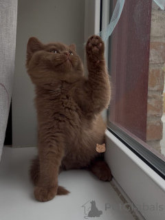 Photo №1. british shorthair - à vendre en ville de Berlin | négocié | Annonce № 171101