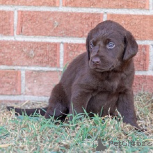 Photo №3. Chiot Emmy Lou Labrador Retriever. Allemagne