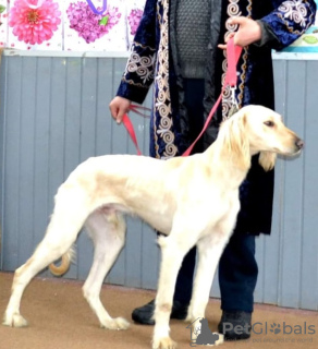 Photo №3. chiots de race Kazakh Tazy. Kazakhstan