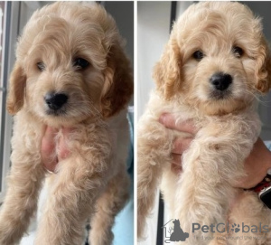 Photo №3. Deux garçons et deux filles GAUCHE HOMEBRED MINIATUREGoldendoodles F1B. USA