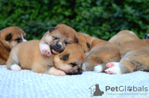 Photos supplémentaires: Chiots Akita Inu