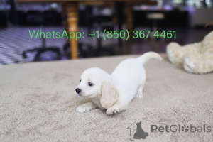 Photo №1. cavalier king charles spaniel - à vendre en ville de Carolina Beach | négocié | Annonce №153559