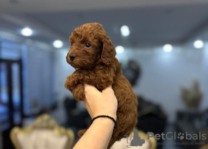 Photo №4. Je vais vendre caniche (jouet) en ville de Savino Selo. éleveur - prix - négocié