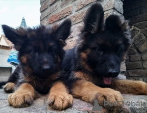 Photos supplémentaires: chien de berger allemand