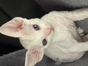 Photos supplémentaires: Chatons Devon Rex