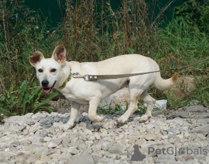 Photo №2 de l'annonce № 117584 de la vente chien bâtard - acheter à Fédération de Russie de l'abri