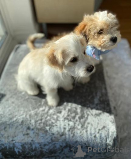 Photo №1. maltipu - à vendre en ville de Déménager | négocié | Annonce №160001