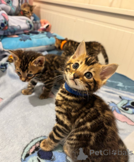 Photo №4. Je vais vendre savannah en ville de Франкфурт-на-Майне.  - prix - 220€