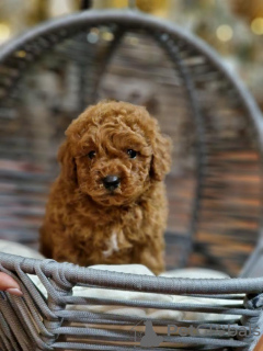 Photos supplémentaires: Caniche rouge